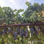 Satılır 4 otaqlı Həyət evi/villa, Masazır, Abşeron rayonu 7