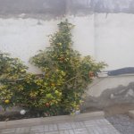 Продажа 3 комнатная Дома/Виллы, Сураханы район 4