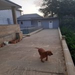 Kirayə (aylıq) 4 otaqlı Bağ evi, Novxanı, Abşeron rayonu 29
