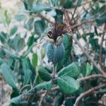 Продажа 7 комнатная Дома/Виллы, Мярдякан, Хязяр район 21