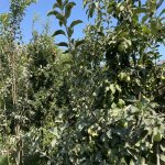 Kirayə (aylıq) 5 otaqlı Bağ evi, Buzovna, Xəzər rayonu 2