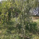 Satılır 4 otaqlı Həyət evi/villa Qəbələ 16