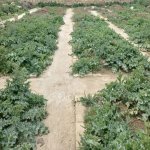 Satılır Torpaq, Masazır, Abşeron rayonu 7