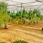 Продажа Объект, Туркян, Хязяр район 14