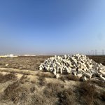 Satılır Torpaq Şirvan 3