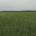 Satılır Torpaq Şəki 4