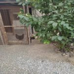 Satılır 4 otaqlı Həyət evi/villa, Binəqədi qəs., Binəqədi rayonu 6