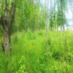 Продажа Участок Гусар 4