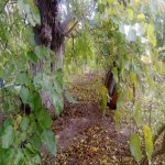 Продажа 3 комнатная Дома/Виллы, пос. Бюльбуля, Сураханы район 13