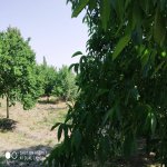 Satılır Torpaq Şamaxı 4