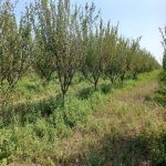Satılır Torpaq Xaçmaz 5
