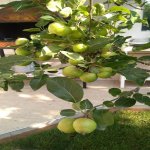 Satılır 3 otaqlı Həyət evi/villa, Yasamal rayonu 38