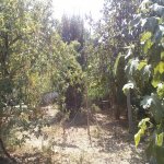 Satılır 8 otaqlı Həyət evi/villa Ağsu 31