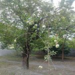 Satılır 6 otaqlı Həyət evi/villa Qəbələ 24