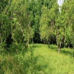 Satılır Torpaq Qəbələ 1