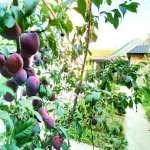 Kirayə (günlük) 4 otaqlı Həyət evi/villa Qusar 40