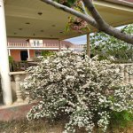 Kirayə (aylıq) 4 otaqlı Bağ evi, Goradil, Abşeron rayonu 29