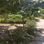 Kirayə (günlük) 3 otaqlı Həyət evi/villa, Türkan, Xəzər rayonu 35