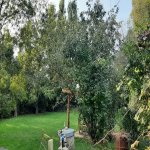 Kirayə (günlük) 5 otaqlı Həyət evi/villa Lənkəran 6