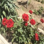 Kirayə (aylıq) 5 otaqlı Bağ evi, Novxanı, Abşeron rayonu 8