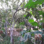 Kirayə (günlük) 3 otaqlı Həyət evi/villa İsmayıllı 3