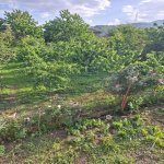 Kirayə (günlük) 4 otaqlı Həyət evi/villa Quba 3