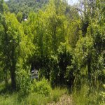 Satılır 3 otaqlı Həyət evi/villa İsmayıllı 4