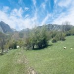Satılır Torpaq Şamaxı 9