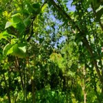 Satılır 4 otaqlı Həyət evi/villa, Mərdəkan, Xəzər rayonu 11
