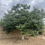 Satılır 3 otaqlı Bağ evi, Novxanı, Abşeron rayonu 18