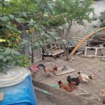 Satılır 4 otaqlı Həyət evi/villa, Binəqədi qəs., Binəqədi rayonu 12