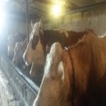 Продажа Объект, Новханы, Абшерон район 11