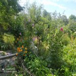Kirayə (günlük) 2 otaqlı Həyət evi/villa Şamaxı 1