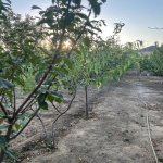 Satılır 5 otaqlı Bağ evi, Goradil, Abşeron rayonu 7