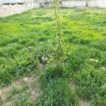Satılır Torpaq, Digah, Abşeron rayonu 6