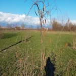 Satılır Torpaq Oğuz 1