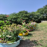 Kirayə (günlük) 4 otaqlı Həyət evi/villa Lerik 21