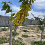 Kirayə (aylıq) 5 otaqlı Həyət evi/villa, Xəzər rayonu 15