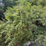 Satılır 15 otaqlı Xarici Əmlak 14