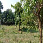 Kirayə (günlük) 2 otaqlı Həyət evi/villa Lənkəran 5
