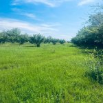 Satılır Torpaq Qəbələ 14