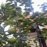 Satılır 3 otaqlı Həyət evi/villa, Yasamal rayonu 14