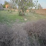 Satılır Torpaq, Nardaran qəs., Sabunçu rayonu 4