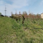 Продажа Участок Хачмаз 124