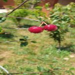 Продажа 6 комнат Дома/Виллы, пос. Бадамдар, Сябаиль район 9
