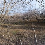 Satılır Torpaq, Masazır, Abşeron rayonu 4