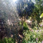 Satılır 4 otaqlı Bağ evi, Bilgəh qəs., Sabunçu rayonu 3