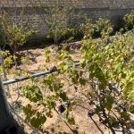 Satılır 4 otaqlı Həyət evi/villa, Novxanı, Abşeron rayonu 19