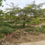 Satılır Torpaq, Fatmayi, Abşeron rayonu 6