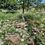 Kirayə (günlük) 4 otaqlı Həyət evi/villa Quba 9